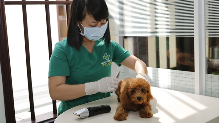 Phòng khám bệnh viện thú y PetCare