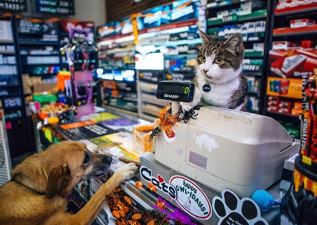 Shop bán phụ kiện cho thú cưng
