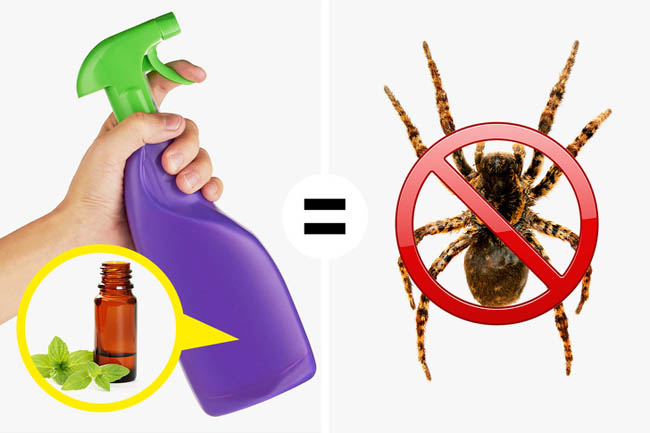Cách diệt côn trùng không dùng hóa chất
