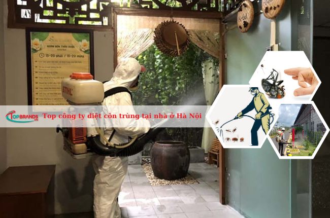 Top công ty diệt côn trùng tại nhà ở Hà Nội