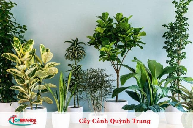 địa chỉ mua cây cảnh văn phòng Hà Nội