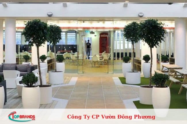 địa chỉ mua cây cảnh văn phòng Hà Nội