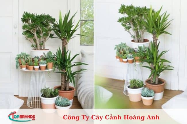 địa chỉ mua cây cảnh văn phòng Hà Nội