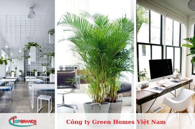 địa chỉ mua cây cảnh văn phòng Hà Nội