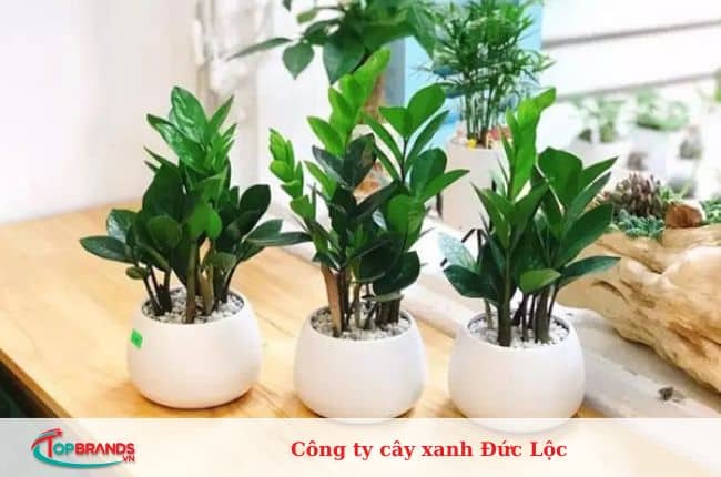 địa chỉ mua cây cảnh văn phòng Hà Nội