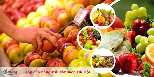 cửa hàng trái cây sạch Hà Hội