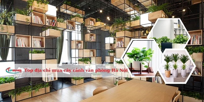 địa chỉ mua cây cảnh văn phòng Hà Nội