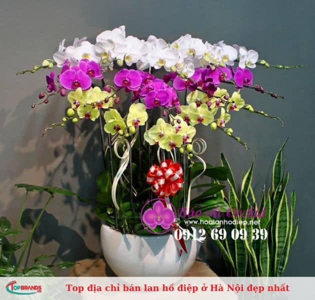 Bảo Ái Orchid’s