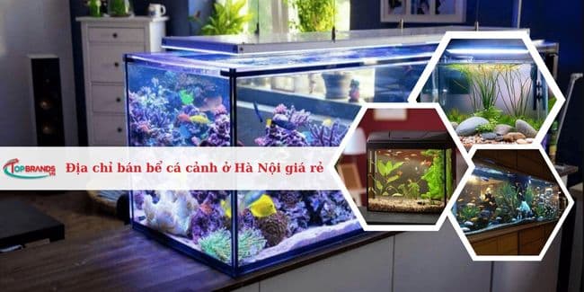 Top 12 Địa chỉ bán bể cá cảnh ở Hà Nội giá rẻ, uy tín nhất