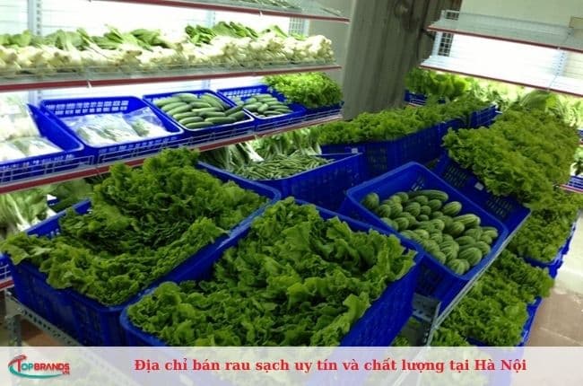 Trang trại rau sạch tại Hà Nội uy tín