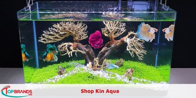 Shop Kin Aqua