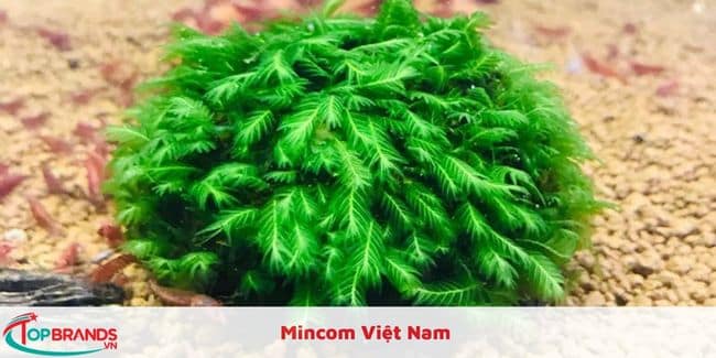 Mincom Việt Nam