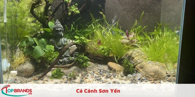 Cá Cảnh Sơn Yến