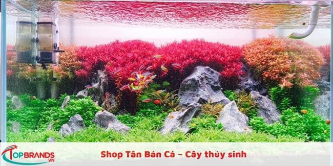 Shop Tân Bán Cá – Cây thủy sinh