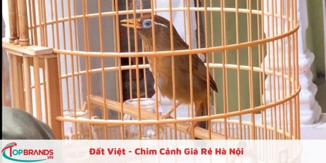 Các cửa hàng chim cảnh giá rẻ tại Hà Nội