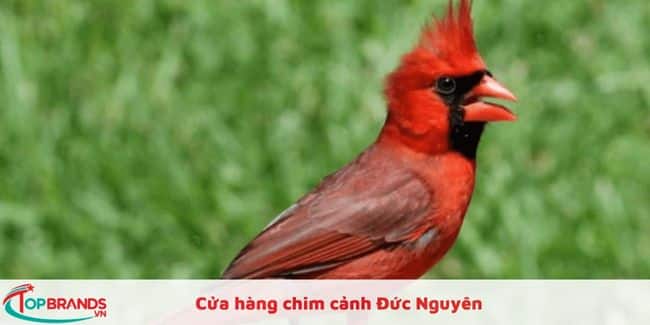 Cửa hàng chim cảnh Đức Nguyên