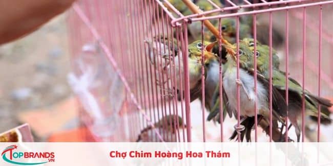 Chợ mua bán chim cảnh tại Hà Nội