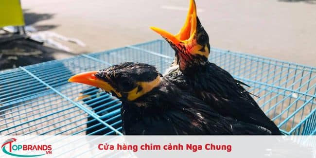 Cửa hàng chim cảnh Nga Chung