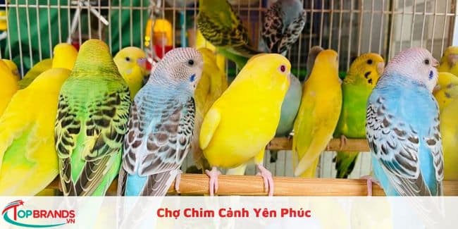 Những chợ mua bán chim cảnh đẹp và rẻ tại Hà Nội