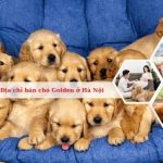 Địa chỉ bán chó Golden ở Hà Nội