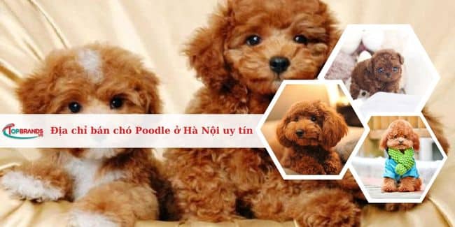 Top 4 địa chỉ bán chó Poodle tại Hà Nội uy tín nhất