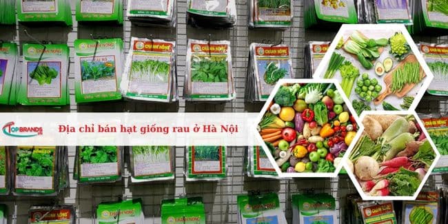 Top 9 Địa chỉ bán hạt giống rau ở Hà Nội uy tín, chất lượng nhất