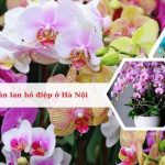 Top 11 địa chỉ bán lan hồ điệp ở Hà Nội đẹp, giá rẻ nhất