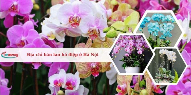 Top 11 địa chỉ bán lan hồ điệp ở Hà Nội đẹp, giá rẻ nhất