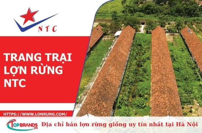 Trang trại lợn rừng NTC