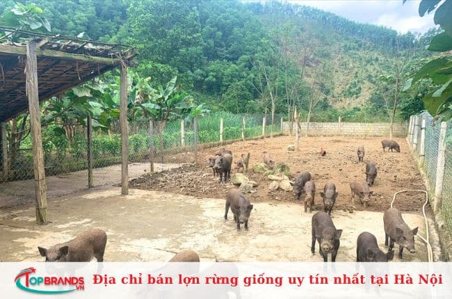 Trang trại lợn rừng Phương Nam