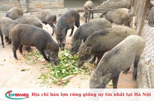 Trang trại lợn rừng sinh học Cẩm Đình