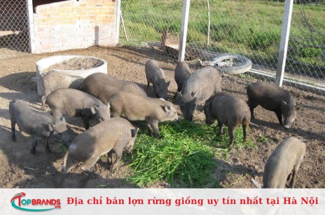 Top địa chỉ bán lợn rừng giống ở Hà Nội chất lượng cao