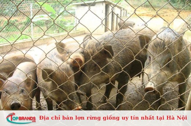 Hạt Thóc Vàng