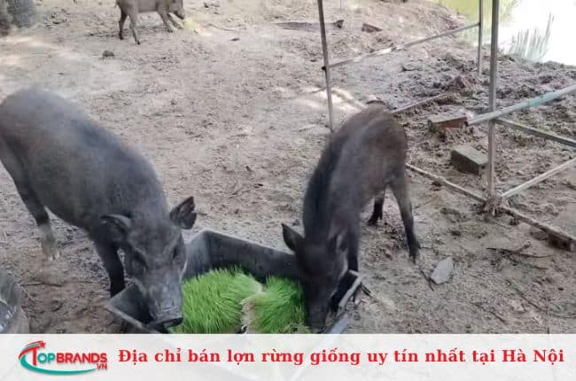 Trang trại lợn rừng giống Vạn An