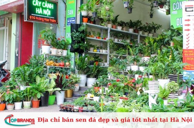 Cây cảnh Hà Nội