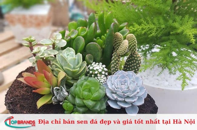 Đơn vị cung cấp sen đá tại Hà Nội đẹp và giá tốt