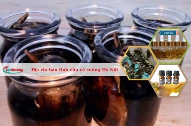 Địa chỉ bán tinh dầu cà cuống uy tín nhất Hà Nội