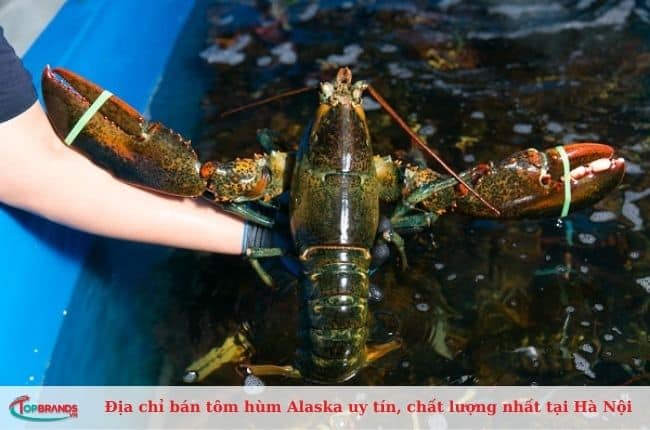 Địa chỉ bán tôm hùm Alaska ngon nhất