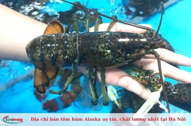 Điểm bán tôm hùm Alaska uy tín tại Hà Nội