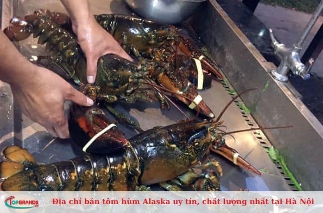 Địa chỉ bán tôm hùm Alaska Hà Nội chất lượng nhất