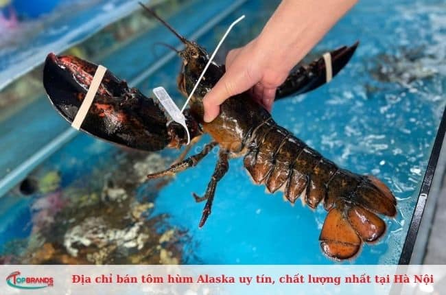 Cửa hàng bán tôm hùm alaska Hà Nội giá tốt nhất