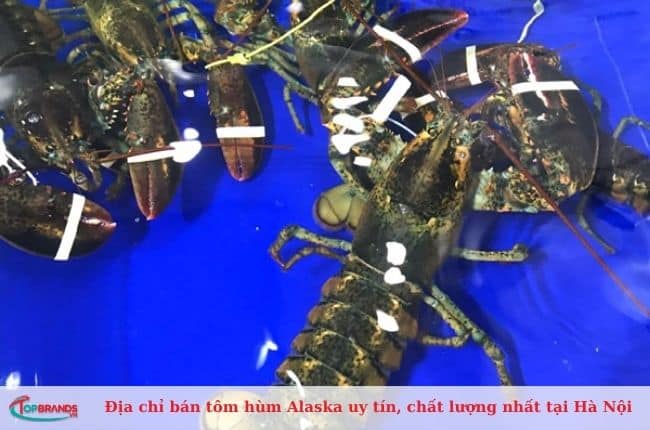 Địa chỉ bán tôm hùm alaska Hà Nội ngon, giá rẻ