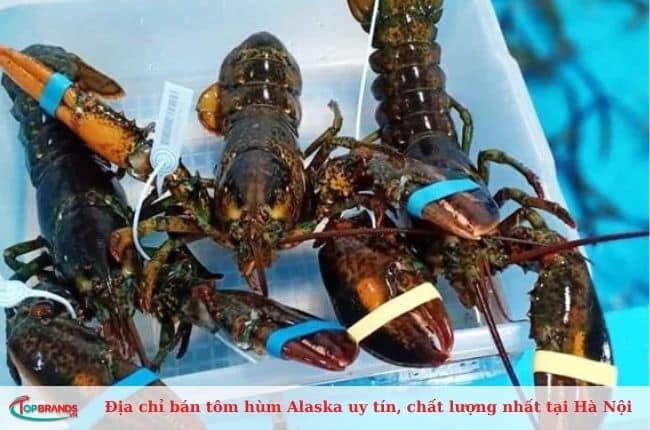 Điểm bán tôm hùm alaska Hà Nội ngon, giá rẻ