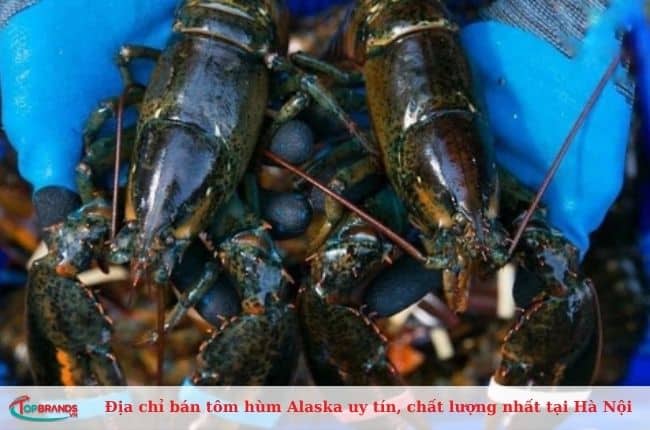 Điểm bán tôm hùm alaska Hà Nội ngon, giá rẻ