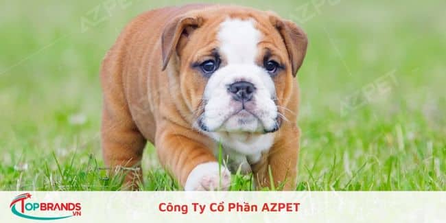 Công Ty Cổ Phần AZPET