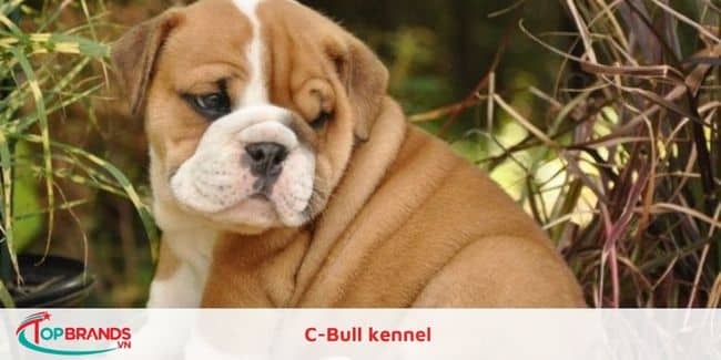 C-Bull kennel