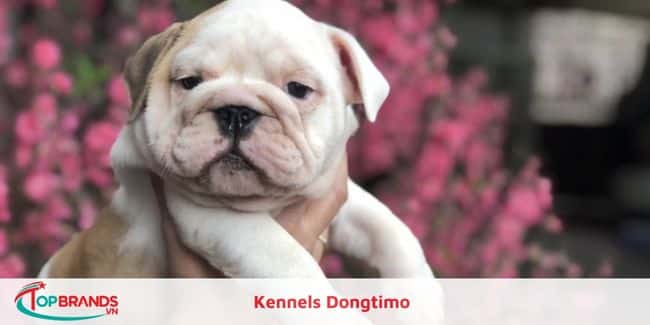 Kennels Dongtimo