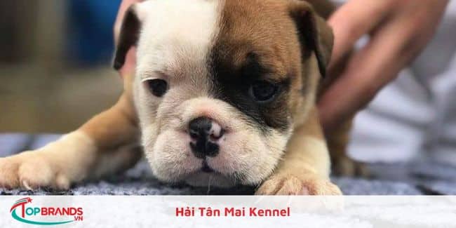 Hải Tân Mai Kennel