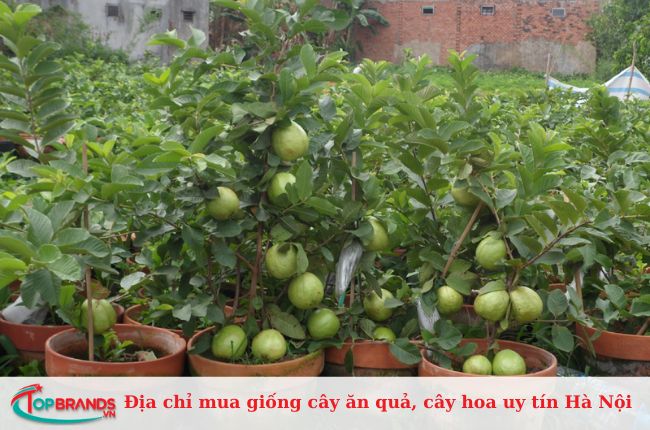 Công ty Cây xanh Việt Nam