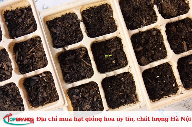Top địa chỉ mua hạt giống ở Hà Nội uy tín và chất lượng nhất